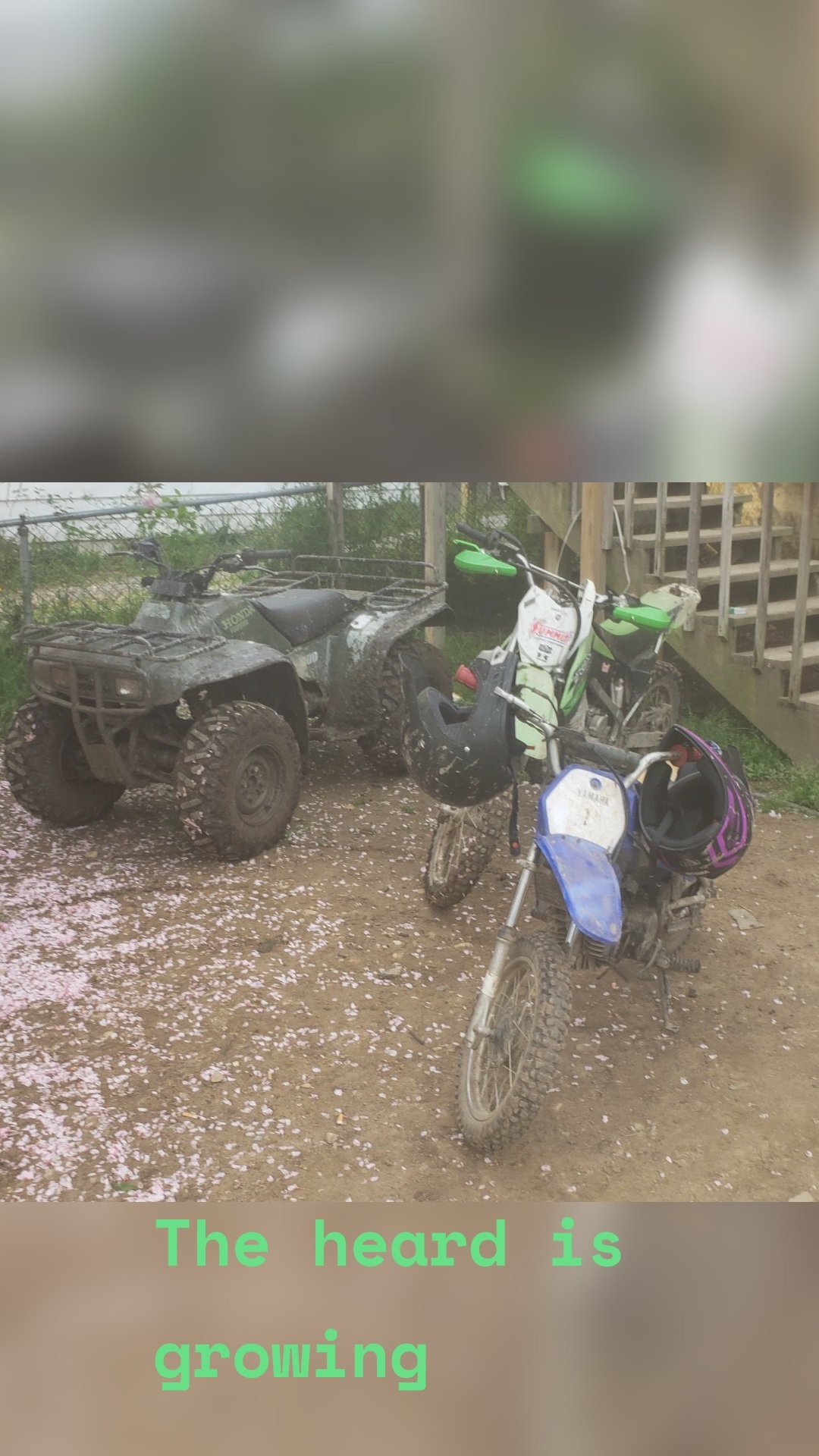 The heard is growing